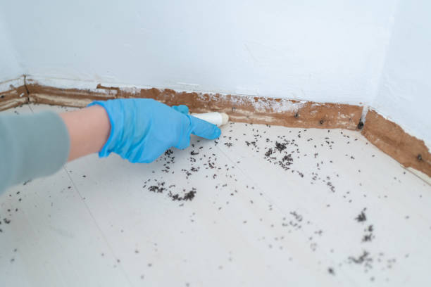 Best Pest Control Near Me  in Jonestown, TX